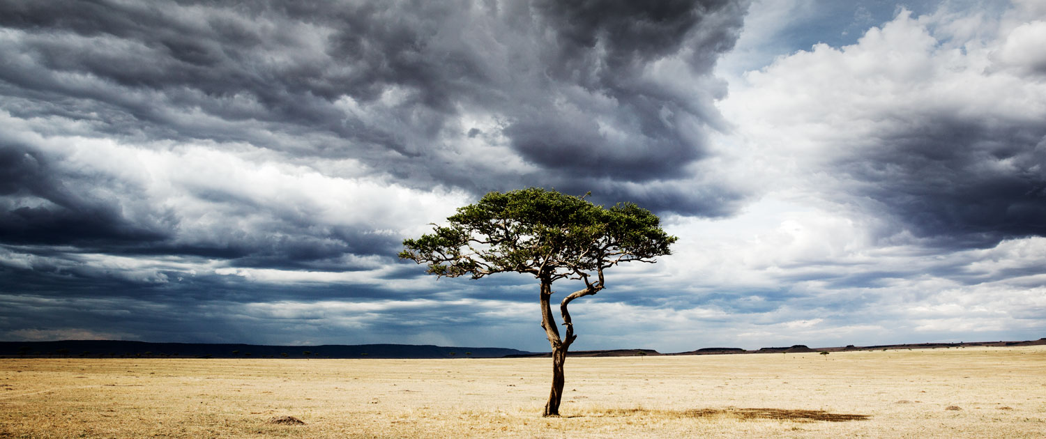 Serengeti Acacia in storm