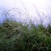 Richmond Grasses